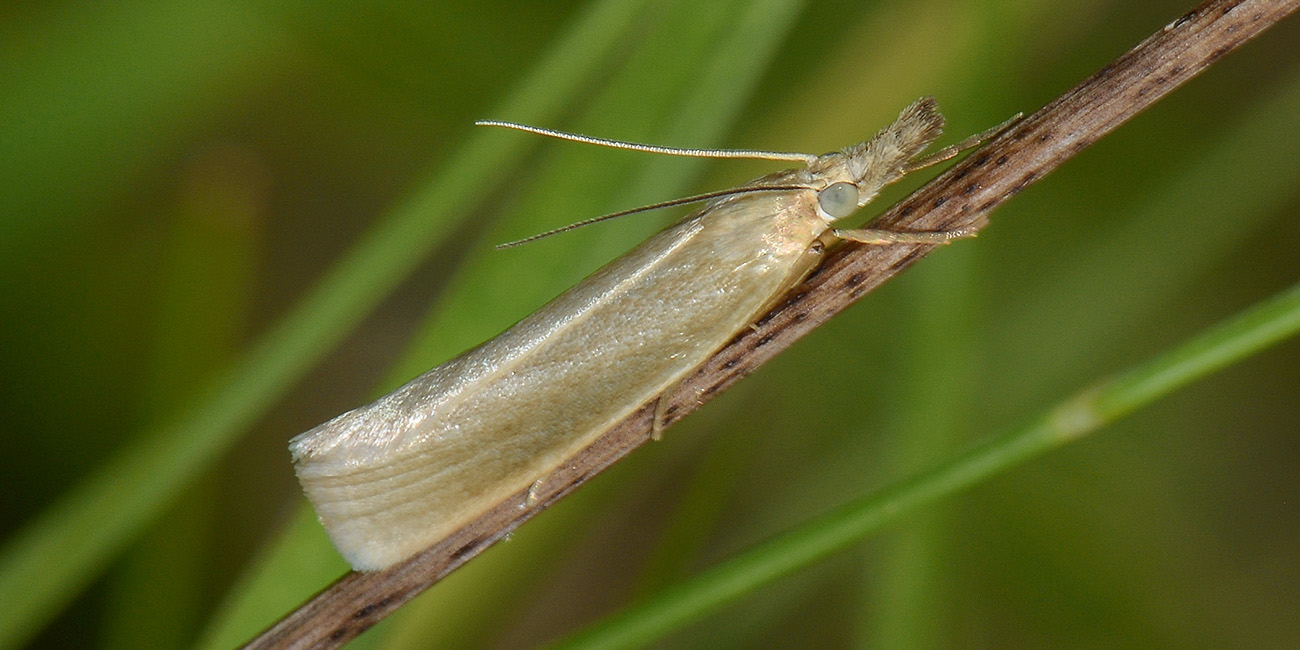 Crambus sp? S, Crambus perlellus - Crambidae